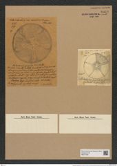 Aulacodiscus spectabilis Grev. (de-Toni-Nr.: Genus 182, Species 4502) Zeichnungen Sammlung Grunow Nr. 8069 (NHMW-BOT-W0377394)